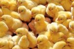 افزایش ۱۲ درصدی جوجه‌ریزی در مرغداری‌های کردستان