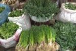 شناسایی ۲۳۷۰ گونه گیاهی در کردستان
