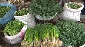شناسایی ۲۳۷۰ گونه گیاهی در کردستان