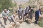 ۲۰ قطعه کبک وحشی در زیستگاه های شهرستان سنندج رها سازی شد