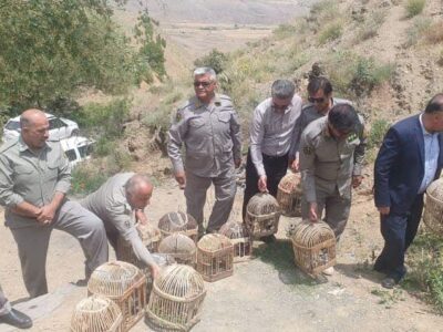 ۲۰ قطعه کبک وحشی در زیستگاه های شهرستان سنندج رها سازی شد