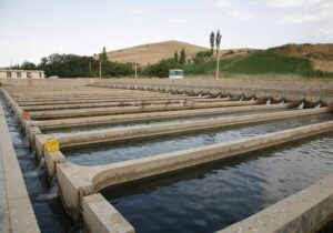تولید سالانه بیش از یک میلیون قطعه ماهی زینتی در کردستان