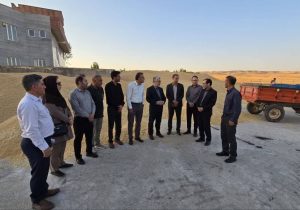  بیش از ۳۲۰ هزار تن گندم مازاد بر نیاز کشاورزان کردستان خریداری شد
